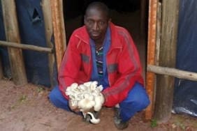 Mushroom Growing Virunga