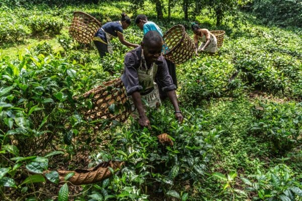 volcanoes safaris bwindi tea processing community project uganda