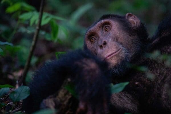 Image of chimpanzee, capture on chimpanzee trekking safari in Uganda