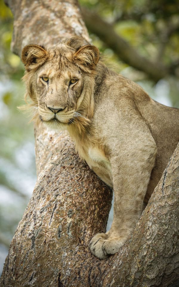 Tree Climbing Lion Young Male
