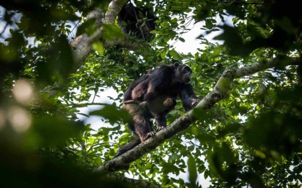 Press 1 Chimpanzee