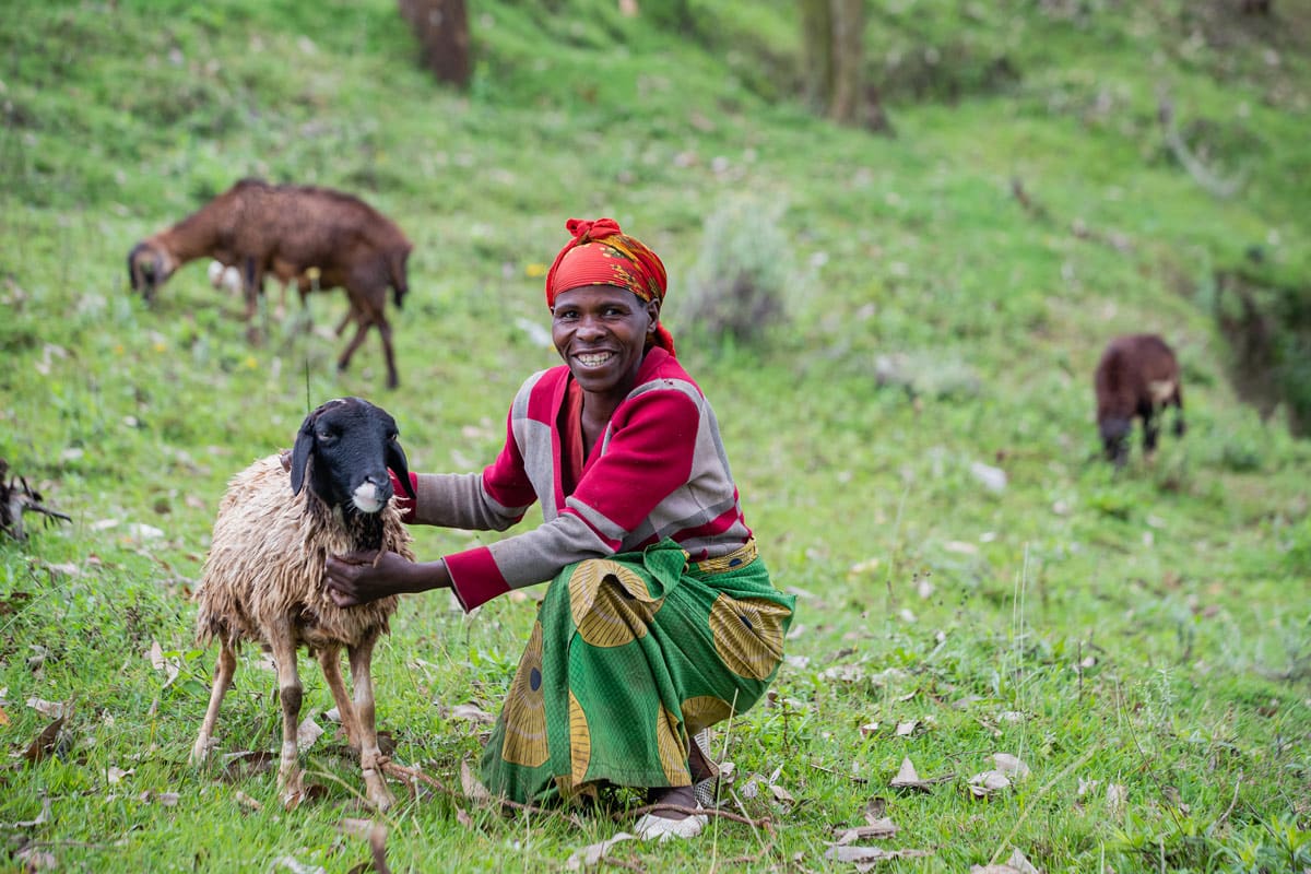 volcanoes safaris virunga lodge rwanda one sheep family community project