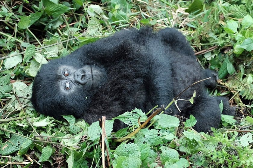 cute baby mountain gorillas