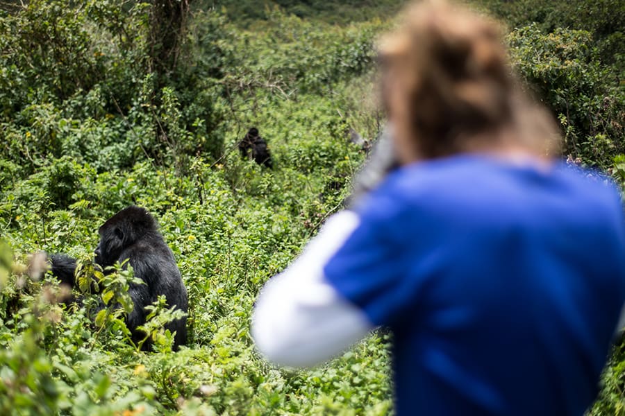 Gorilla Tracking PNV