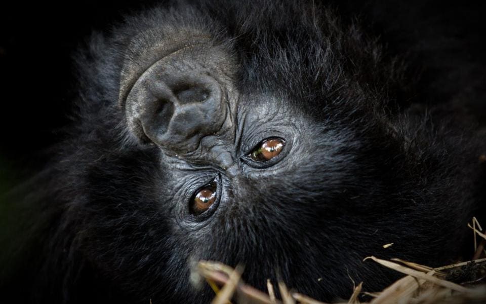 There Are Fewer Than 900 Gorillas Left — Here’s How to Save Them