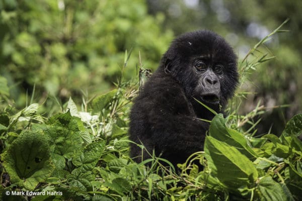 Rwanda Volcanoes National Park Baby Gorilla