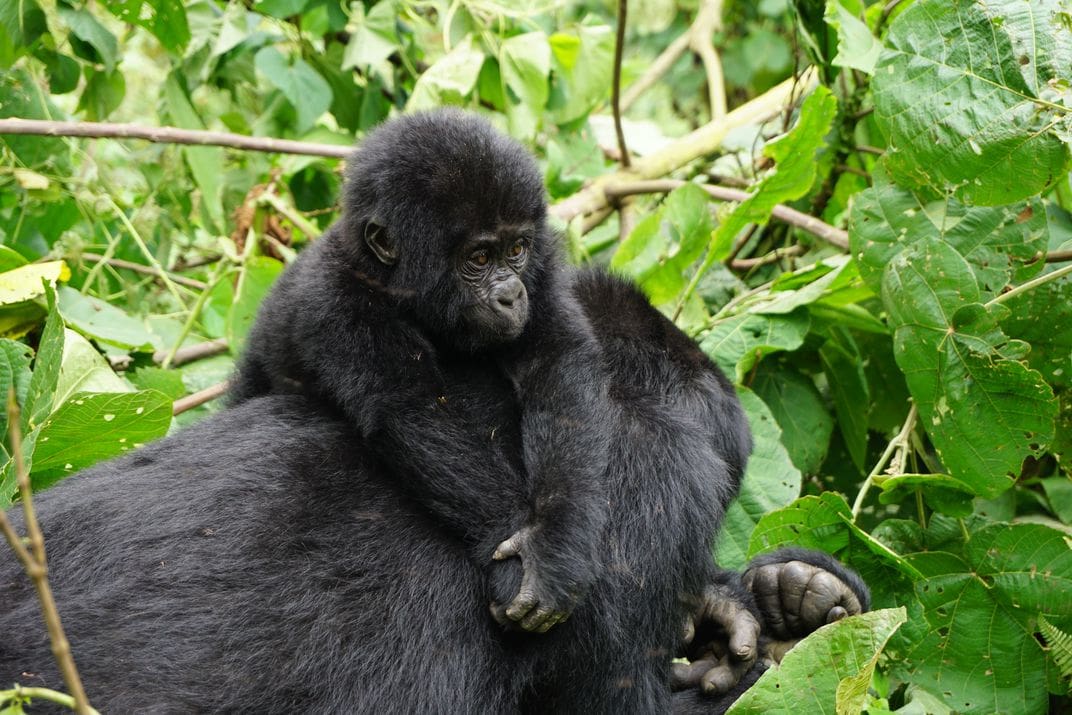 A Visit to the House of the Mountain Gorillas