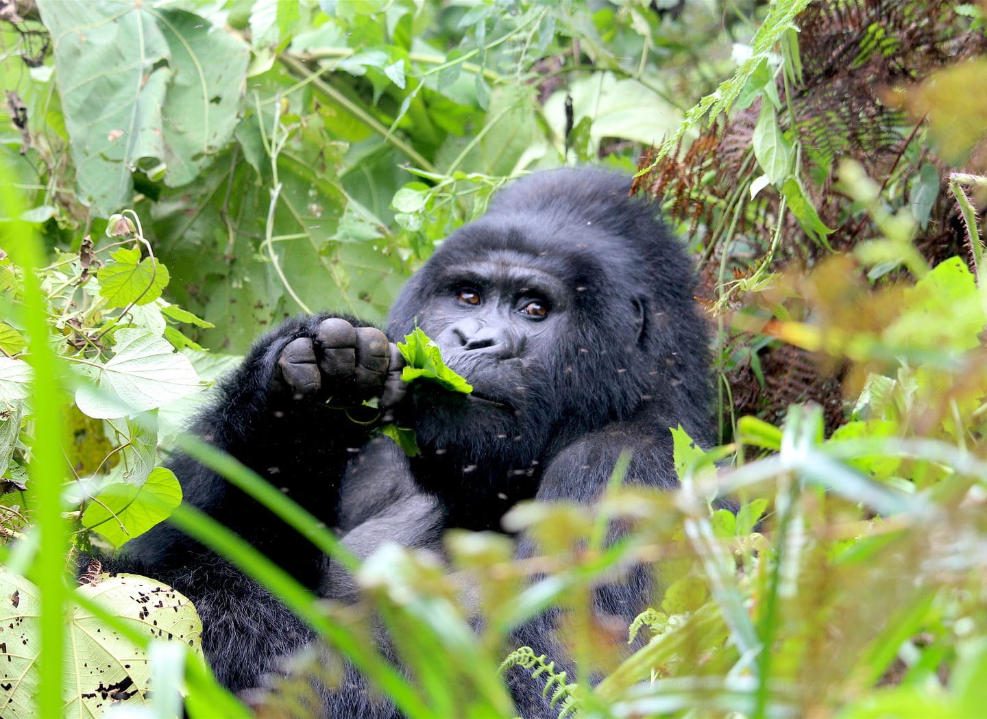 Forest Jungle Trip Ideas Wildlife Gorilla