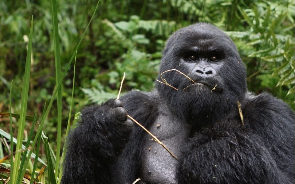 On the trail of world-renowned gorilla conservationist Dian Fossey, Damien Gabet meets with silverbacks in the Rwandan forest