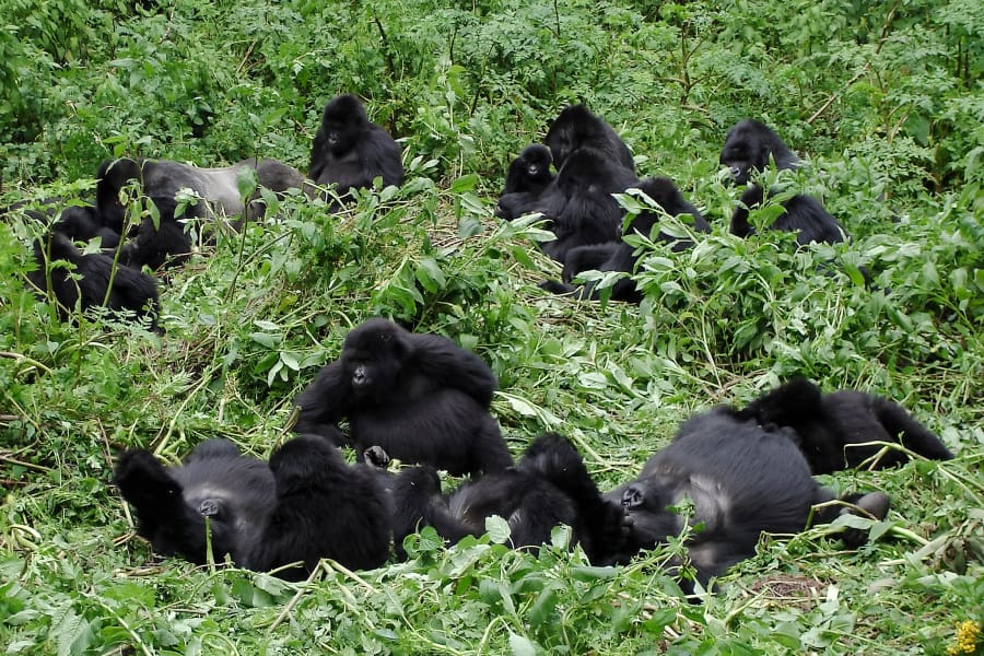 Gorillas