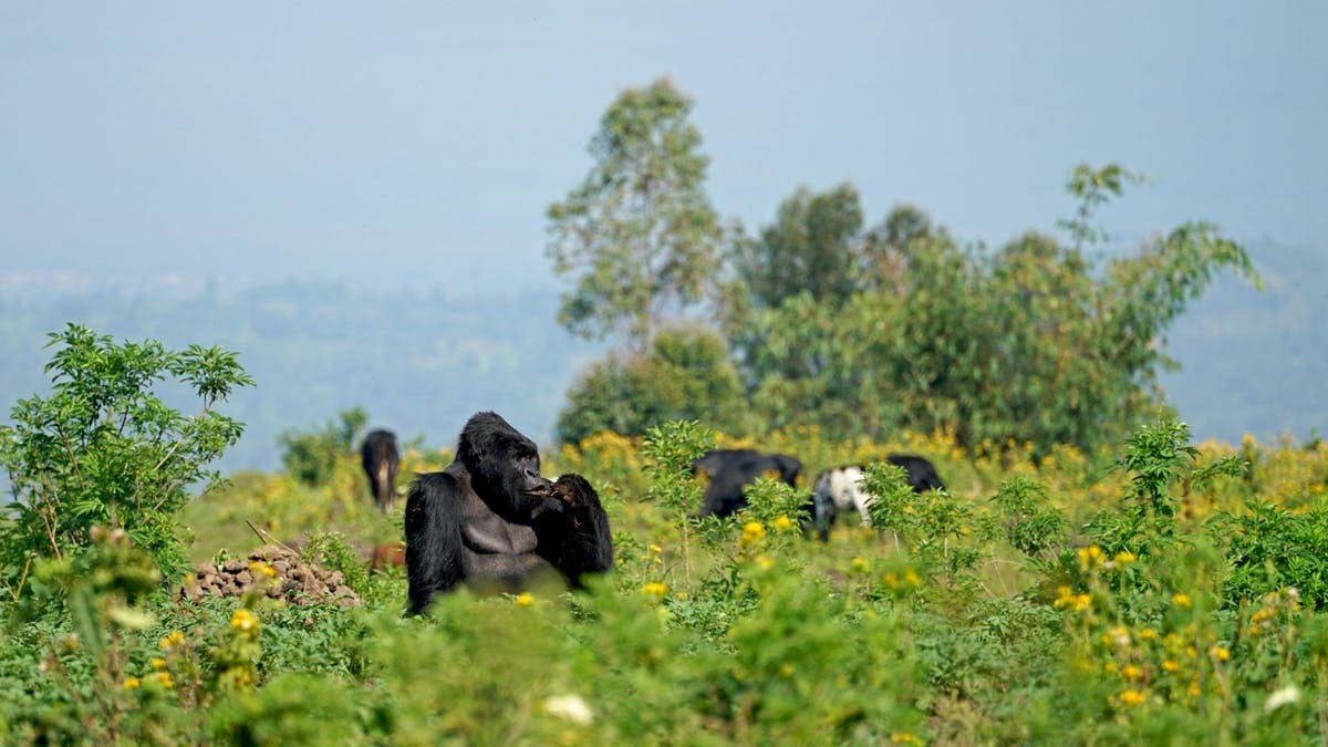 Gorillas