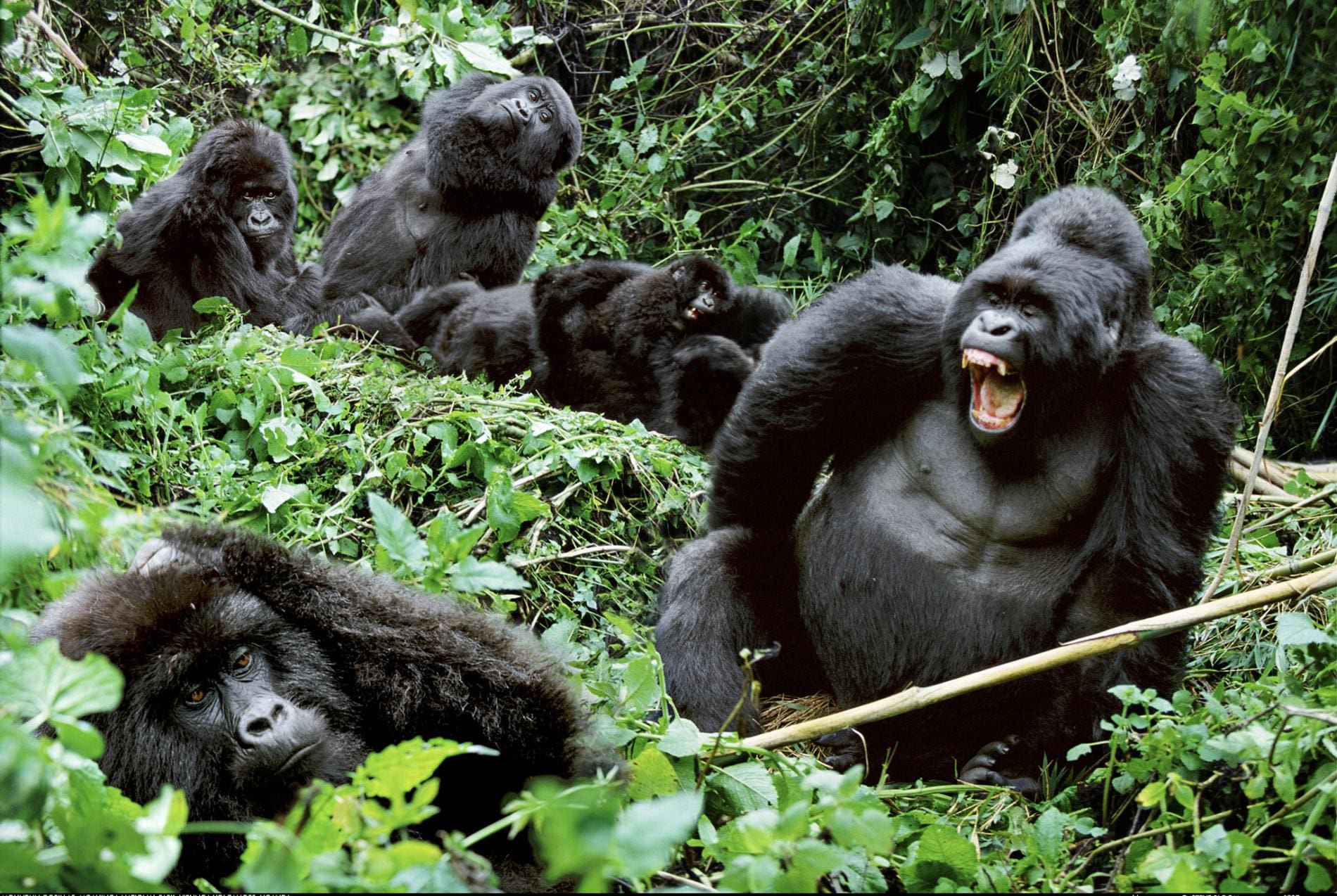 do gorillas travel in herds