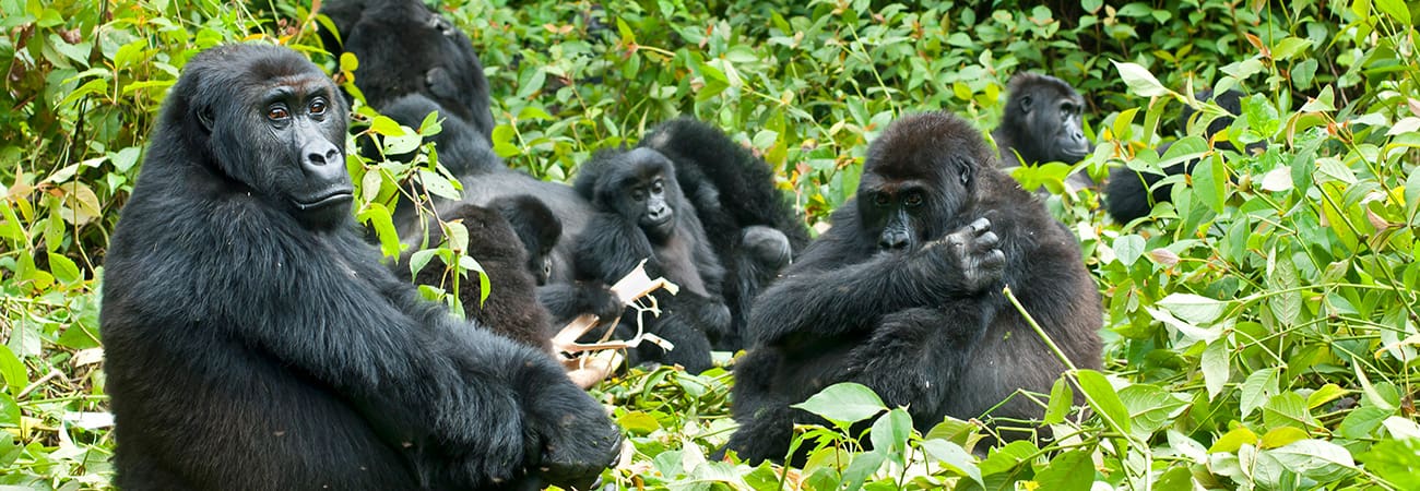 Just Got Back: Gorilla Trekking in Africa
