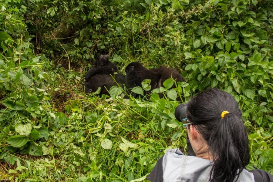 Bwindi Gorillas