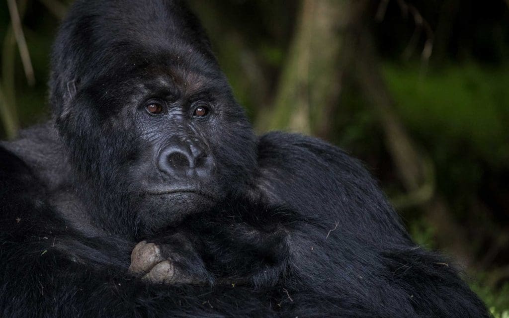 Gorilla Spotting 101: How to See Mountain Gorillas in Their Natural ...