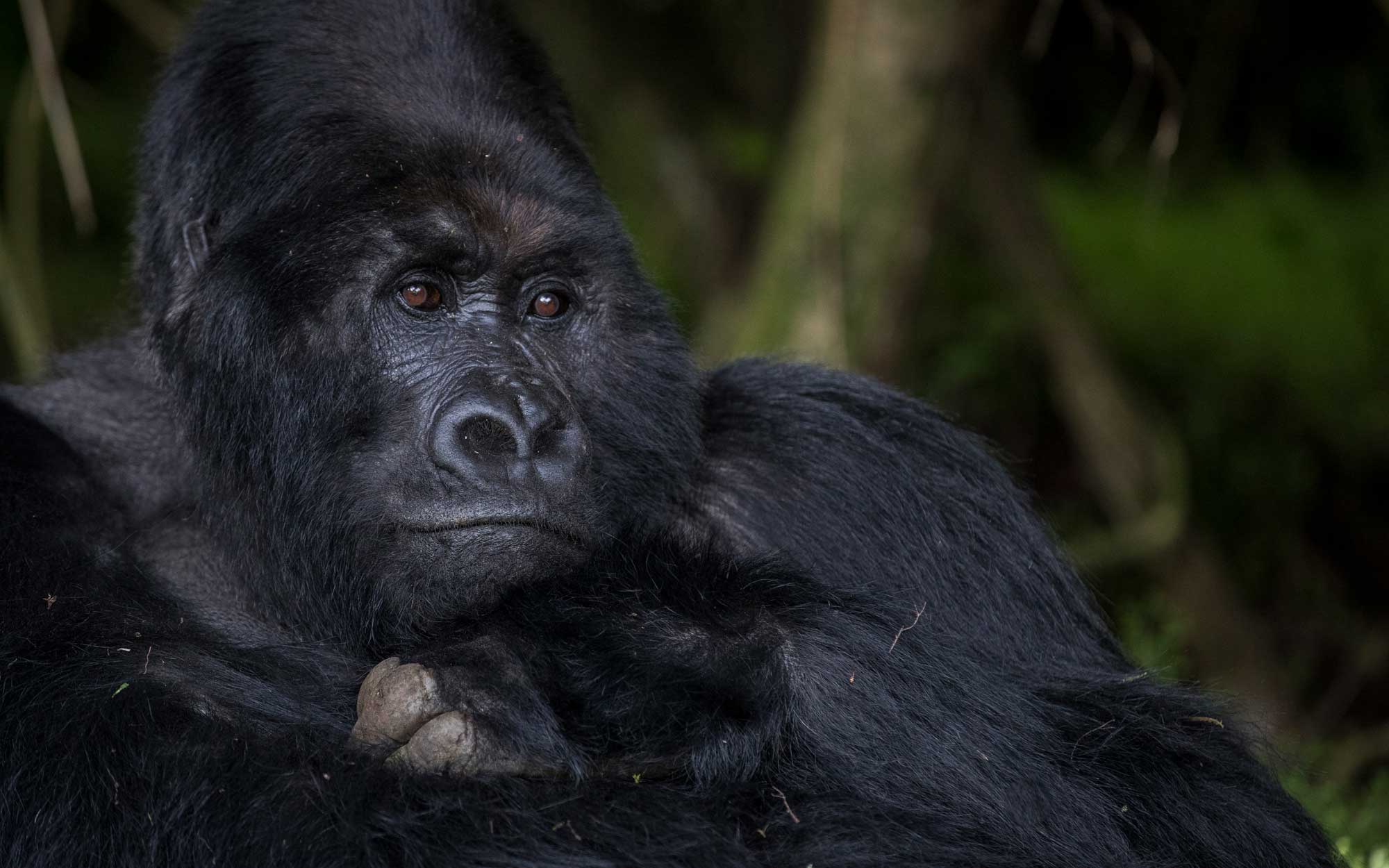 Gorilla Spotting 101: How to See Mountain Gorillas in Their Natural Habitat