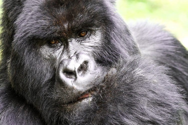 Virunga Gorilla