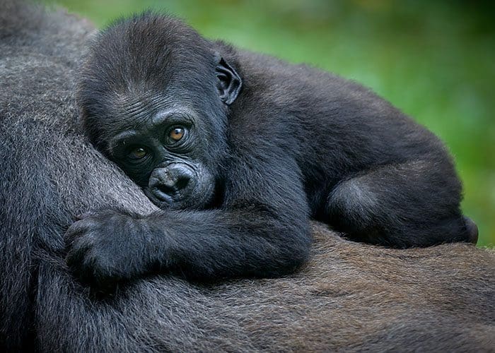 Rwanda Baby Gorilla