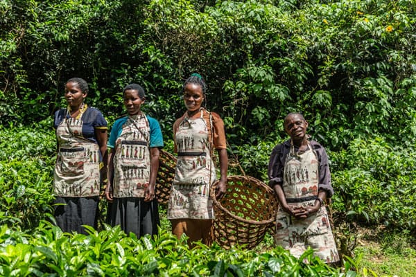 Sinamatella Uganda Bwindi Tea Harvesting