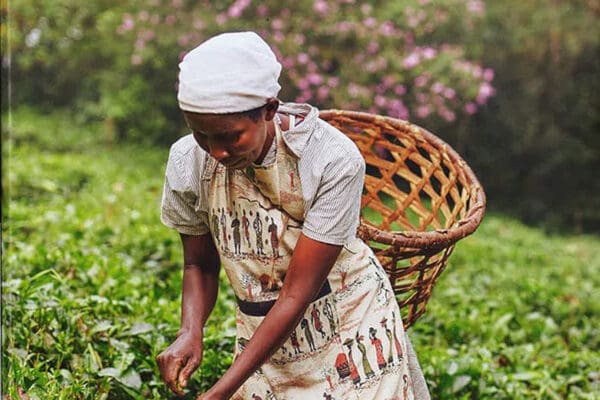 Bwindi Lodge Tea harvesting