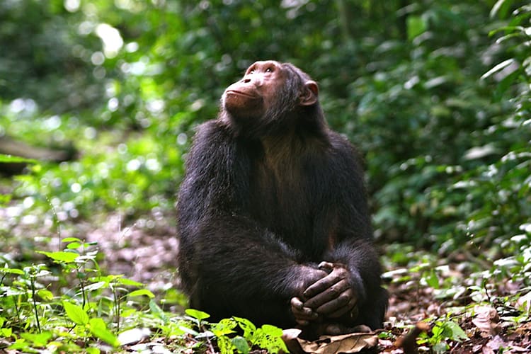 Volcanoes Safaris Kyambura Chimpanzee