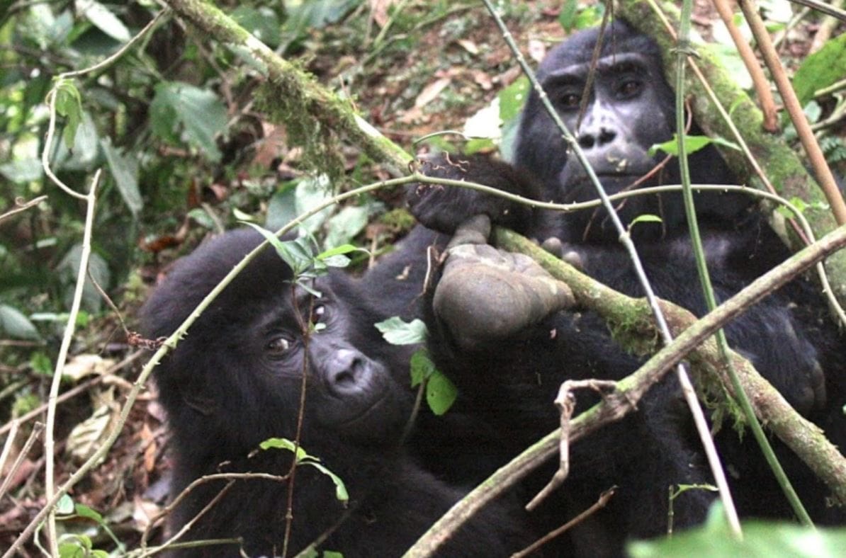 Lions and gorillas and chimps – Oh my! Uganda checks plenty of boxes on the wildlife bucket list