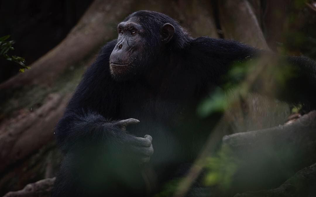 Chimpanzee Kyambura Gorge