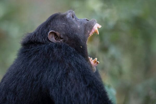 VS Chimpanzee B39I