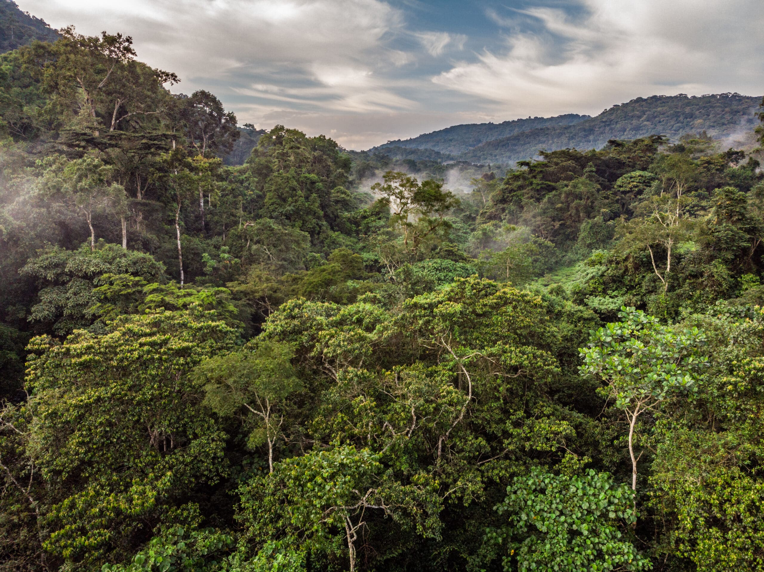 Sinamatella - Uganda - Bwindi - 20180912 - 935