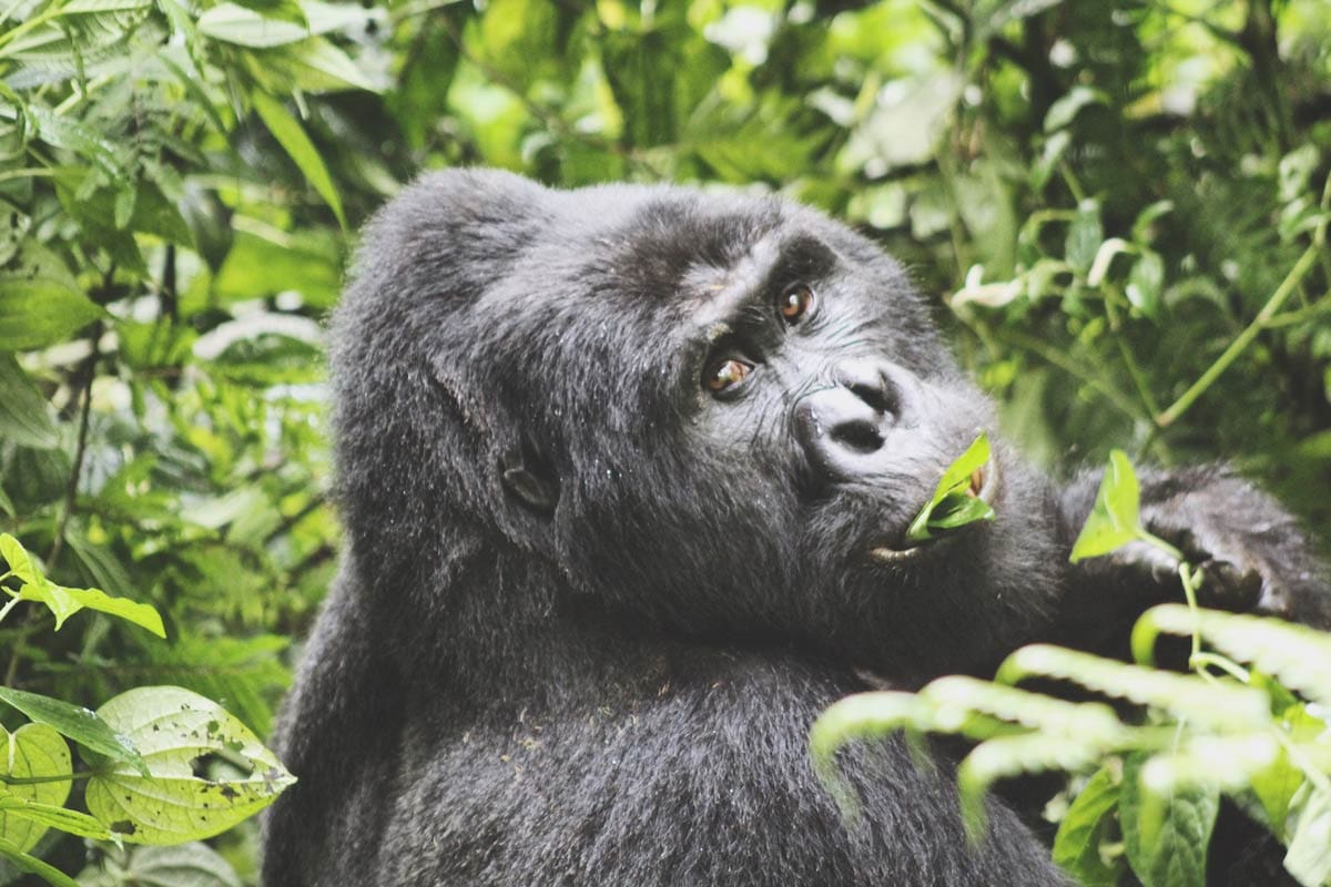 National Geographic takes an ‘Inside Look at the Great Apes’ of Rwanda and Uganda