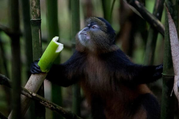 6 day virunga gahinga gorilla golden monkey safari