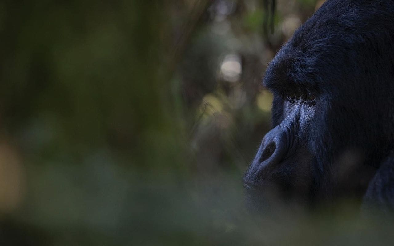 See gorillas and help communities in Uganda