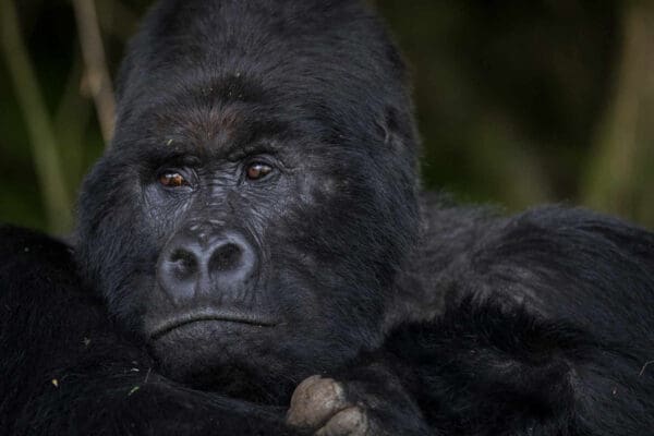 Press 5 volcanoes safaris 4 day mountain gorilla safari rwanda uganda