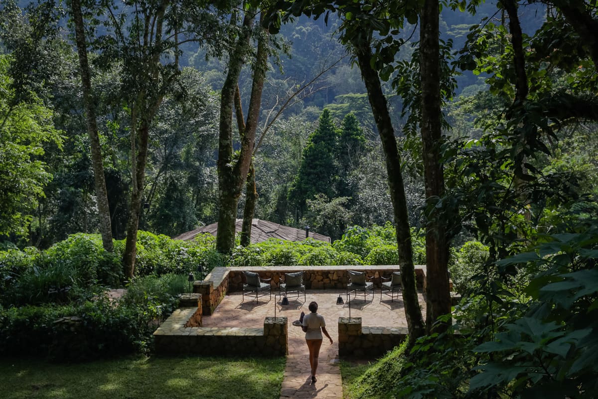 Volcanoes Safaris Bwindi Lodge Tea Garden Platform