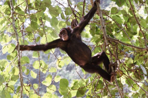 Press 9 kyambura chimp