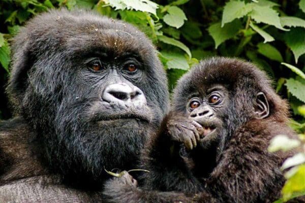 Press 3 VS Gorilla