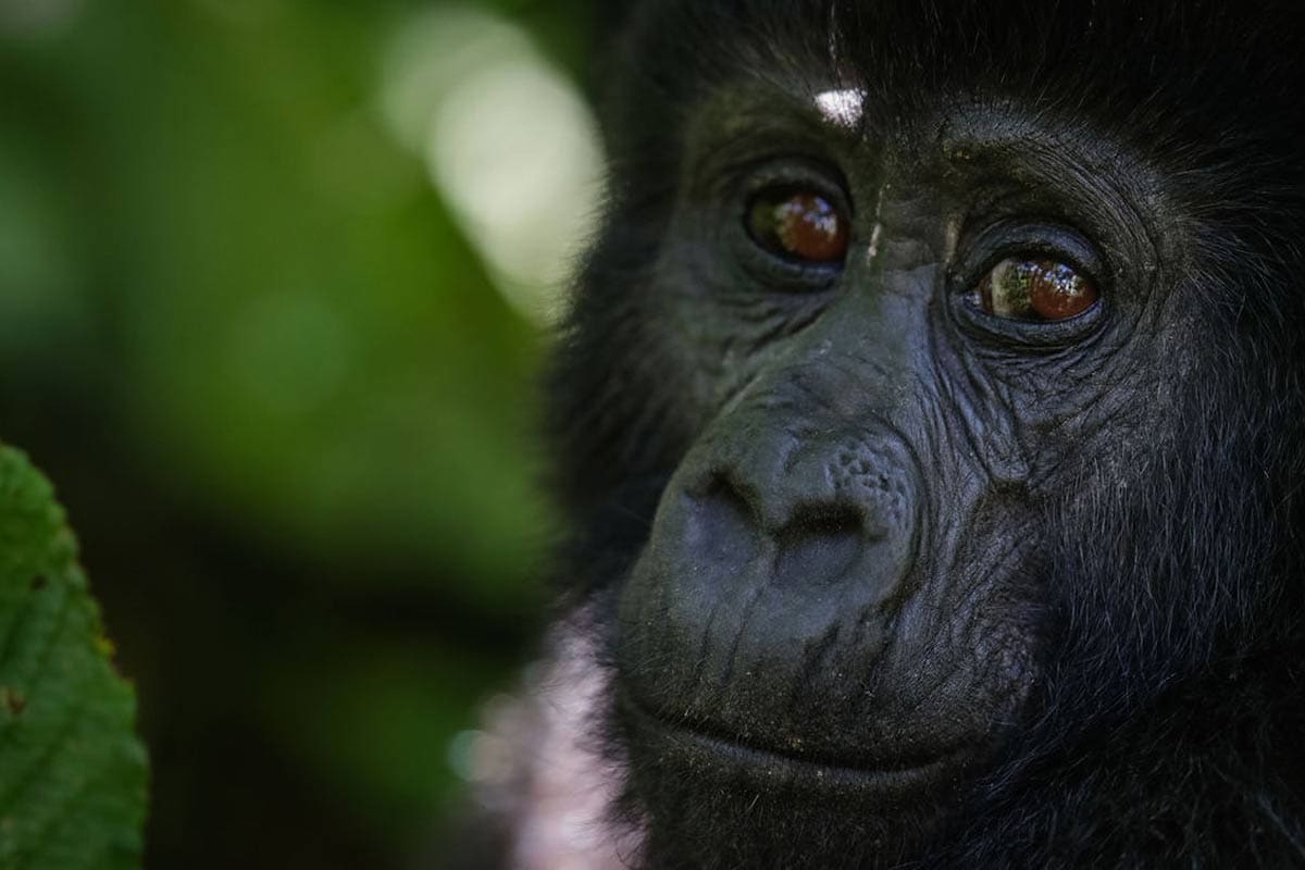 Close up image of baby gorilla sitting in a tree close to one of Volcanoes Safaris luxury safari lodges in Rwanda