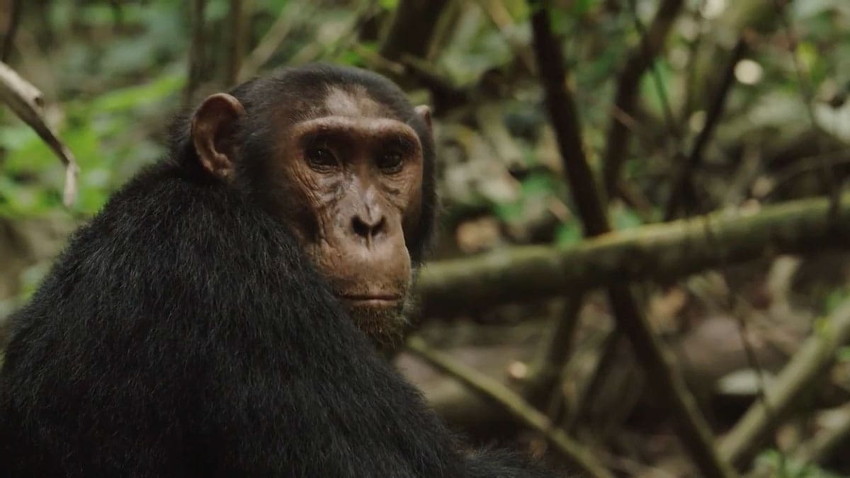 volcanoes safaris film protecting lost chimpanzees kyambura gorge uganda
