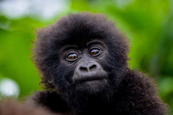 Rwanda gorilla 1024x726 1
