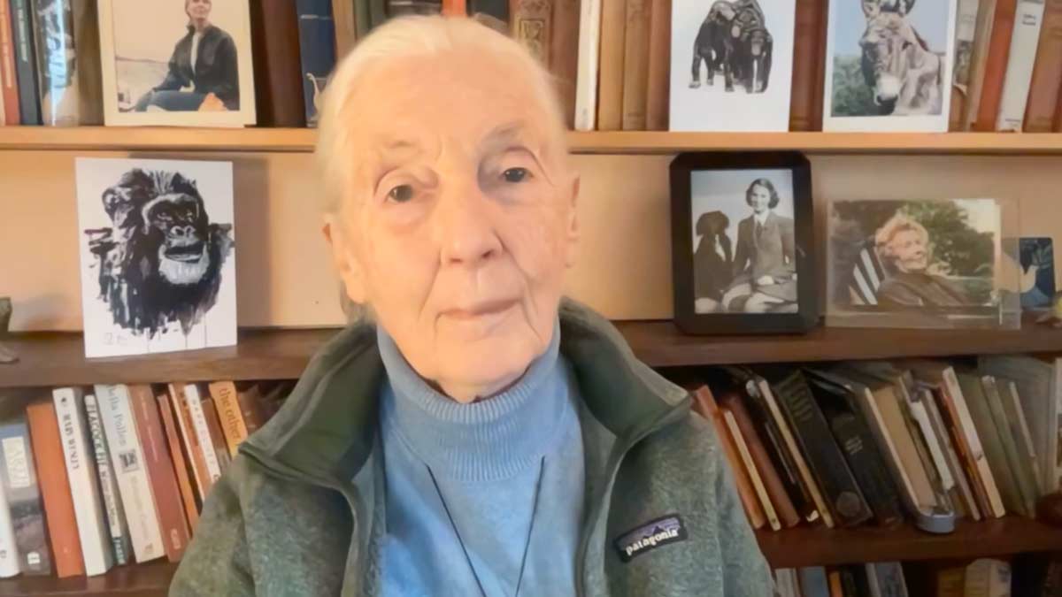 volcanoes safaris jane goodall message kyambura eco tourism projects film cover