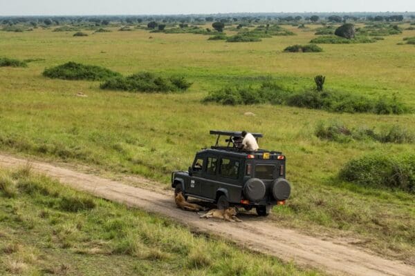 Press 7 Lion Monitoring car