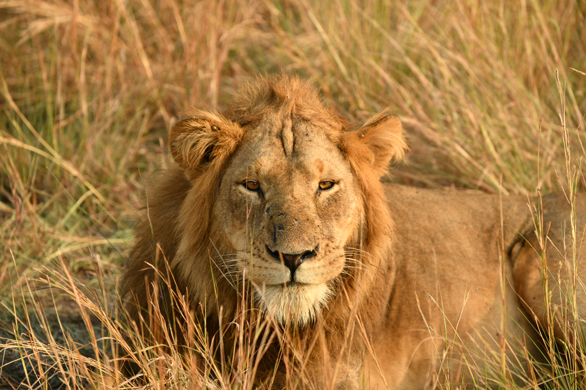 Kyambura Lion Monitoring Project Featured in Live Science