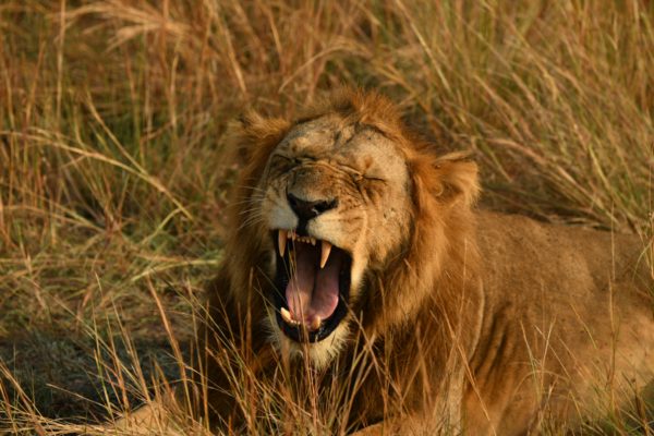 Volcanoes Safaris Lion Photo 2 by Laurie and James Lutz