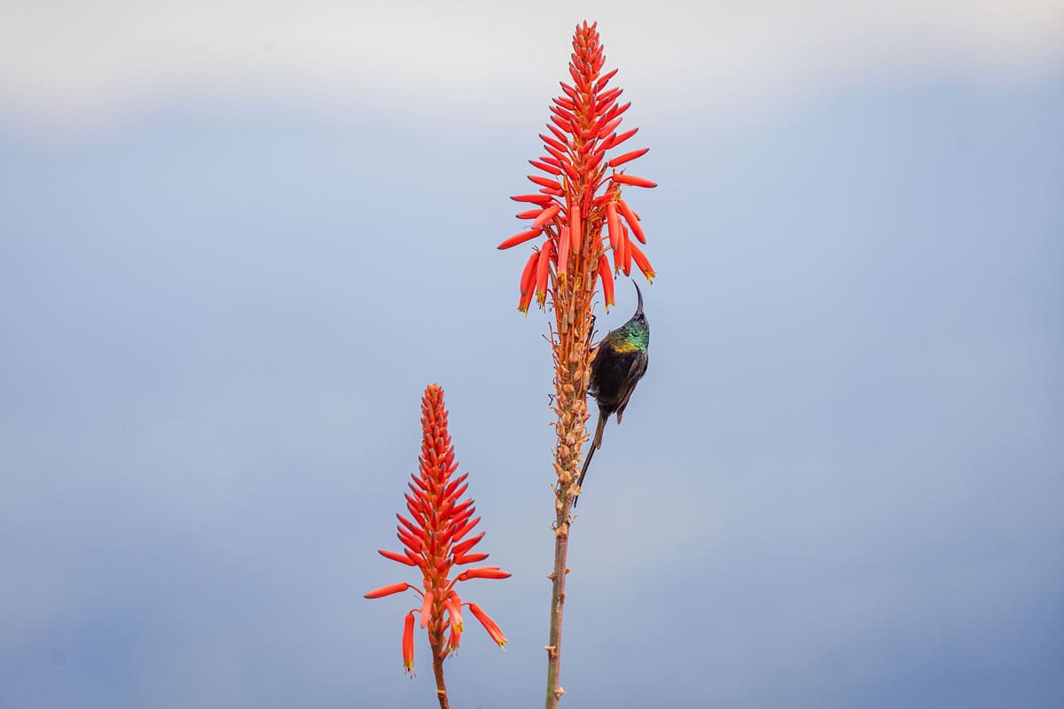 A vibrant red aloe vera flower spike against a soft blue sky at Volcanoes Safaris Virunga Lodge, with a small iridescent green bird perched on it, likely extracting nectar. A perfect spot for bird watching.