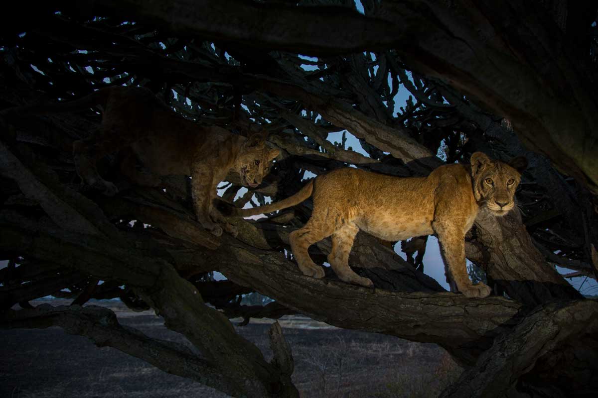 Lion in Queen Elizabeth National Park