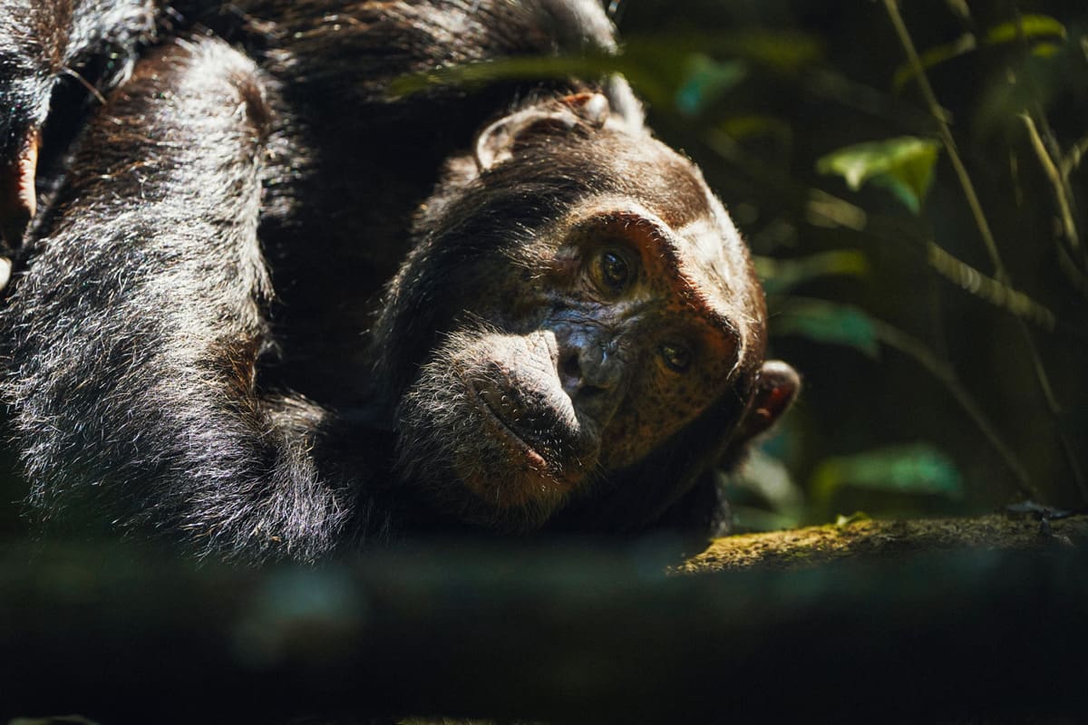 Close-up of a contemplative chimpanzee resting in the dappled sunlight of the Kibale National Park, part of Volcanoes Safaris' unique primate experience in Uganda.