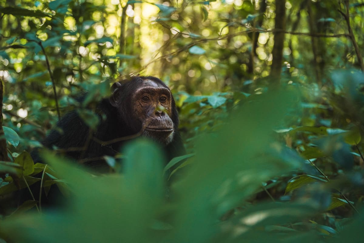 A thoughtful chimpanzee peers through the lush foliage of Uganda's Kibale Forest, home to Volcanoes Safaris' eco-conscious Kibale Lodge.