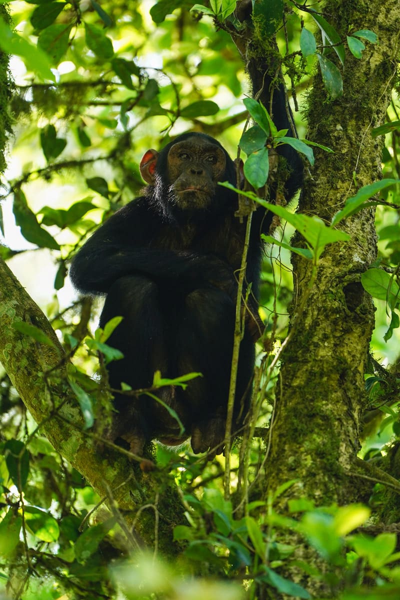 Chimpanzee calmly perched in the tree branches within the tranquil Kibale National Park, part of the Volcanoes Safaris' conservation experience.