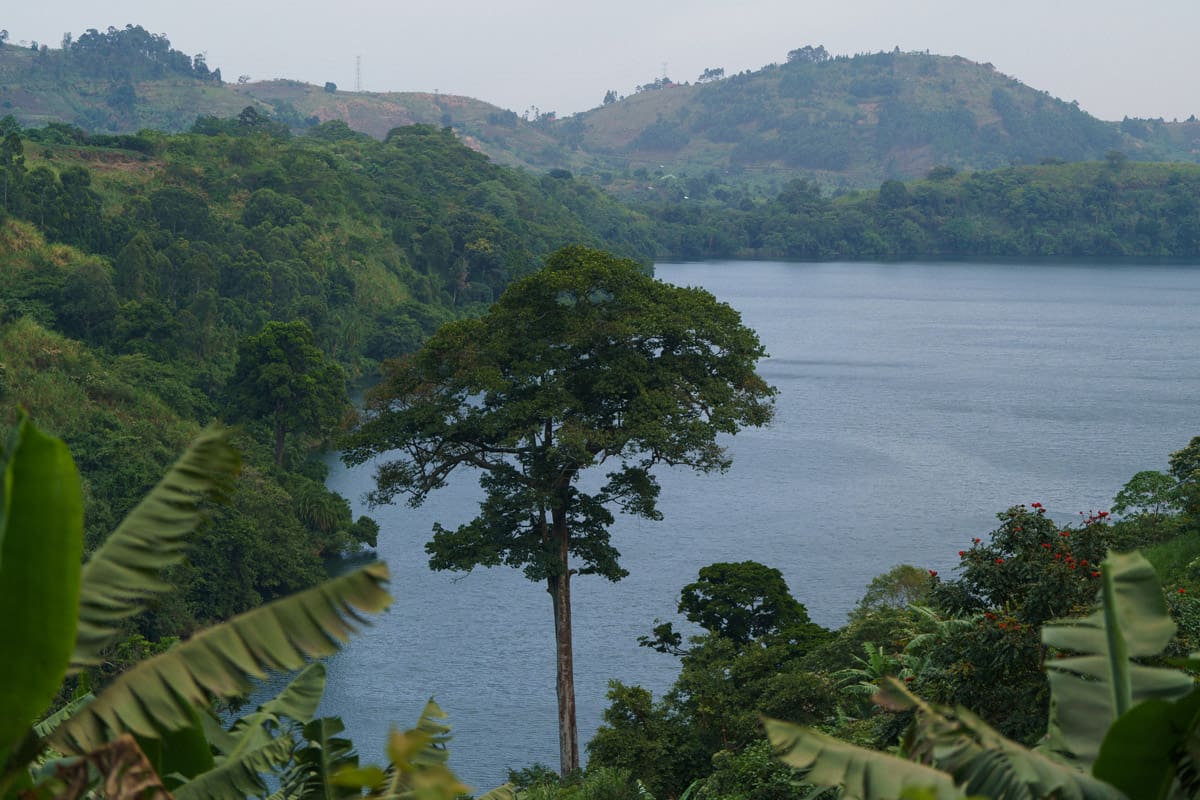 Majestic tree standing tall at the edge of a tranquil lake, framed by the lush greenery of the surrounding hills, a serene view guests can enjoy at Volcanoes Safaris' Kibale Lodge.