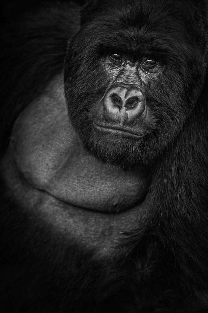 Monochrome portrait of a majestic mountain gorilla encountered on a gorilla trekking adventure, showcasing its thoughtful gaze.